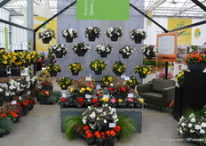 Uberhaupt is Benary bekend van de begonia's, die dus ook een groot deel van de introducties voor hun rekening nemen. In de 'Nonstop Family', zo geheten omdat die al sinds 1972 op de markt is, zijn weer nieuwe kleuren toegevoegd.